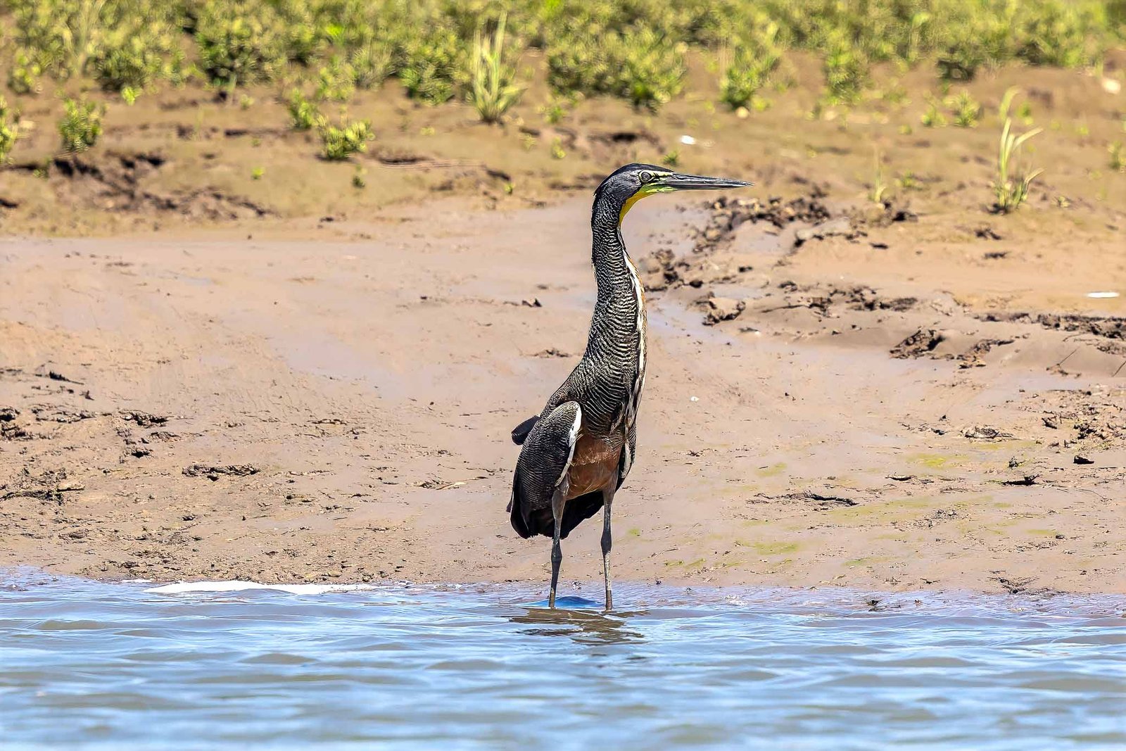 Tiger Heron