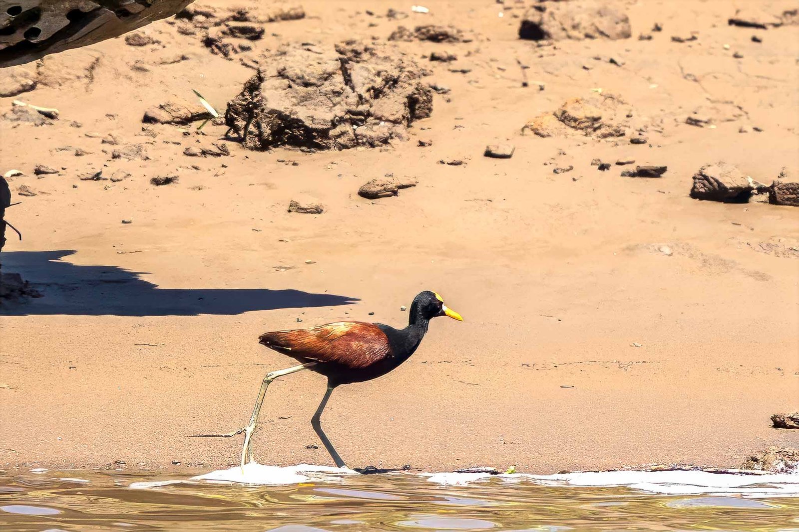 Jacana