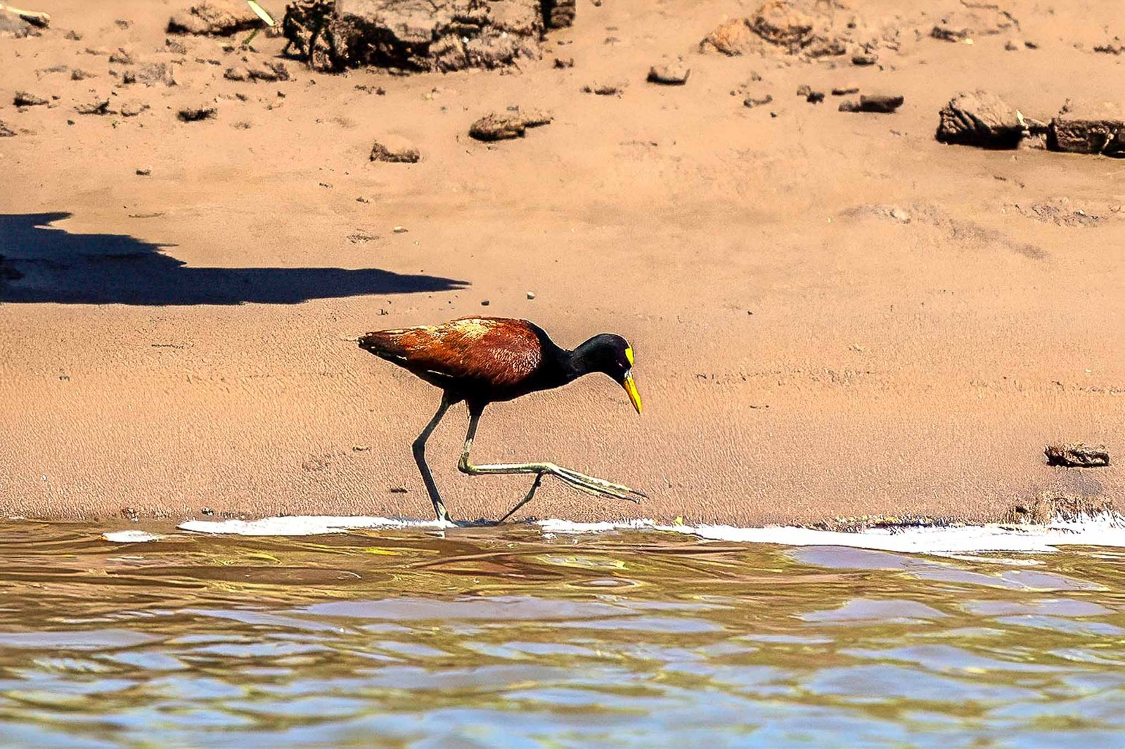Jacana
