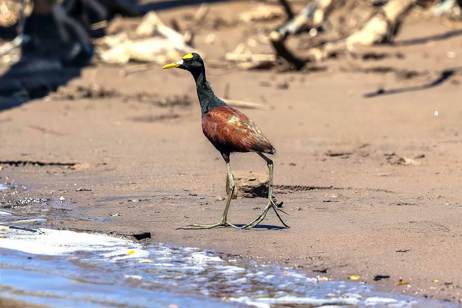 Jacana