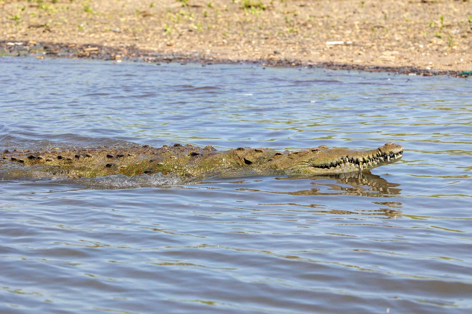 Crocodiles