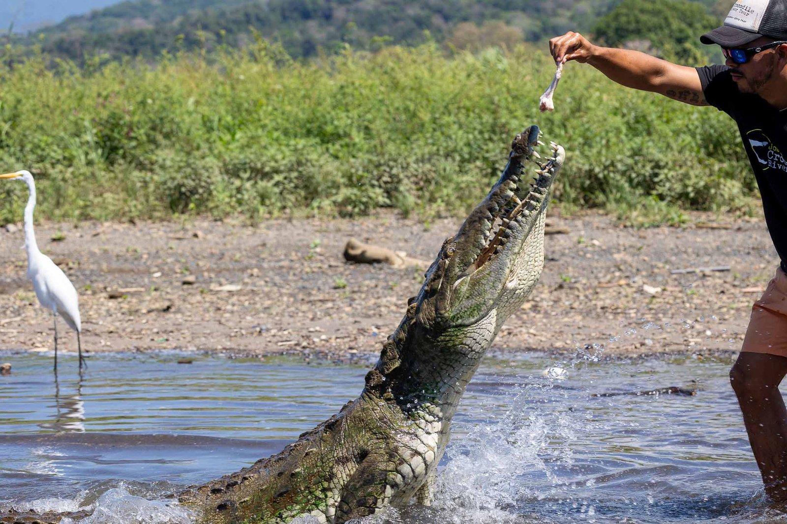Crocodiles being fed
