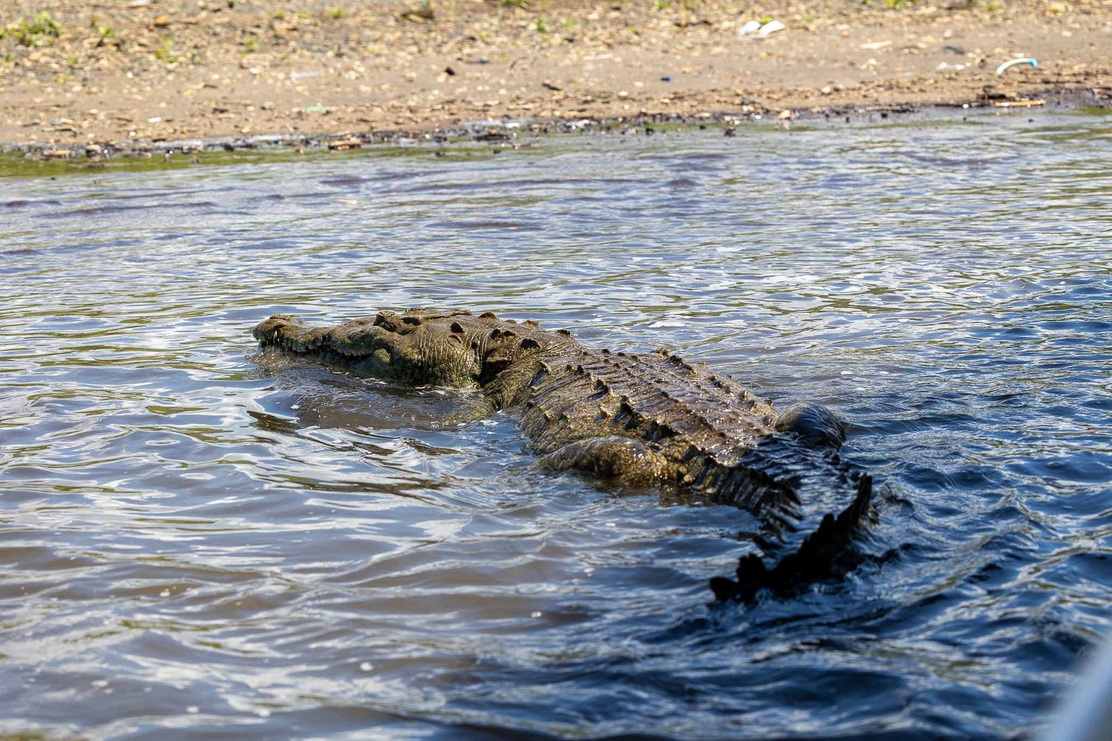 Crocodiles