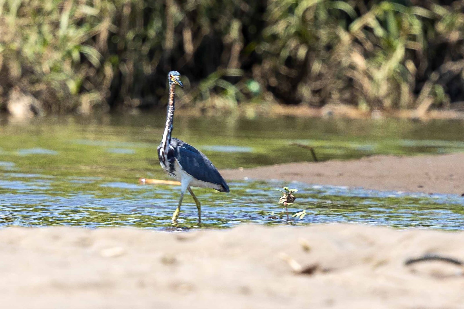 Tri-colored Heron
