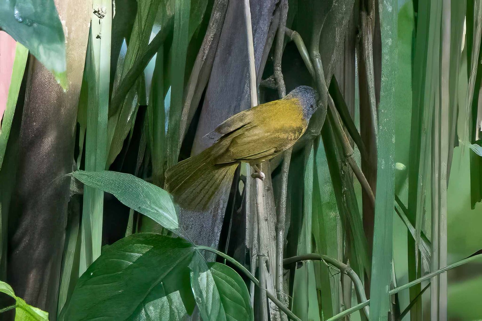 Maybe a Grey Headed Tanager