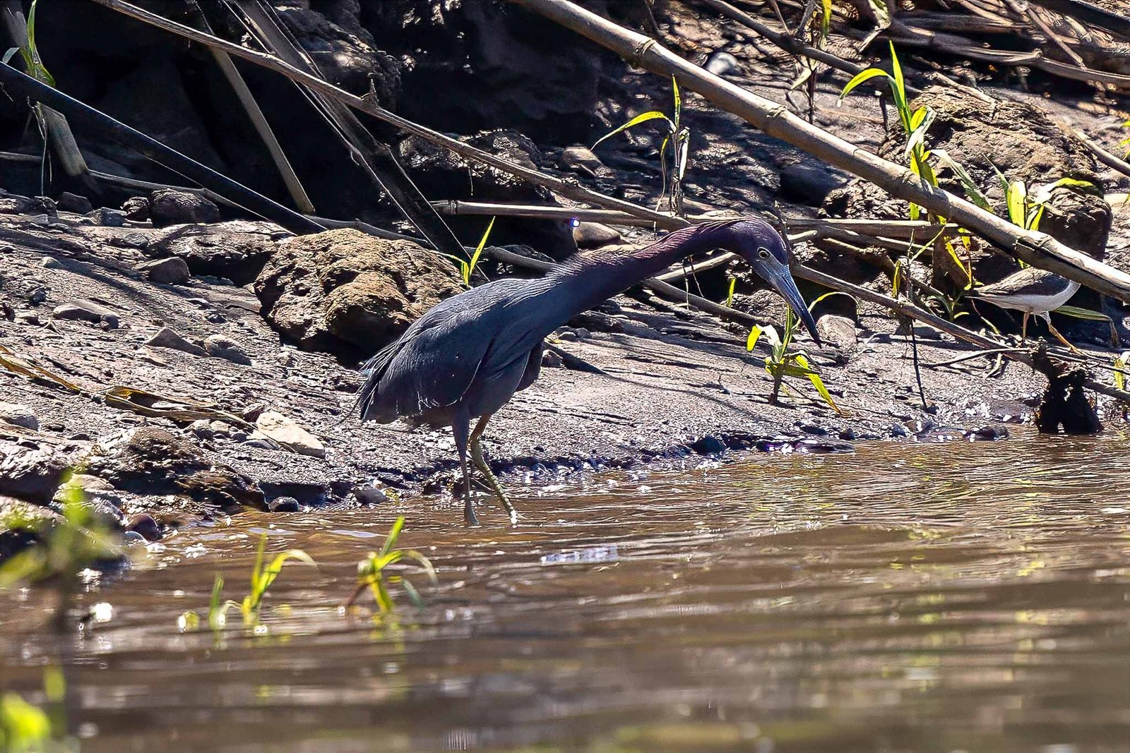 Tri-colored Heron