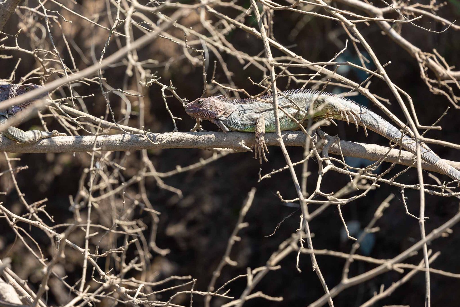 Green Iguana