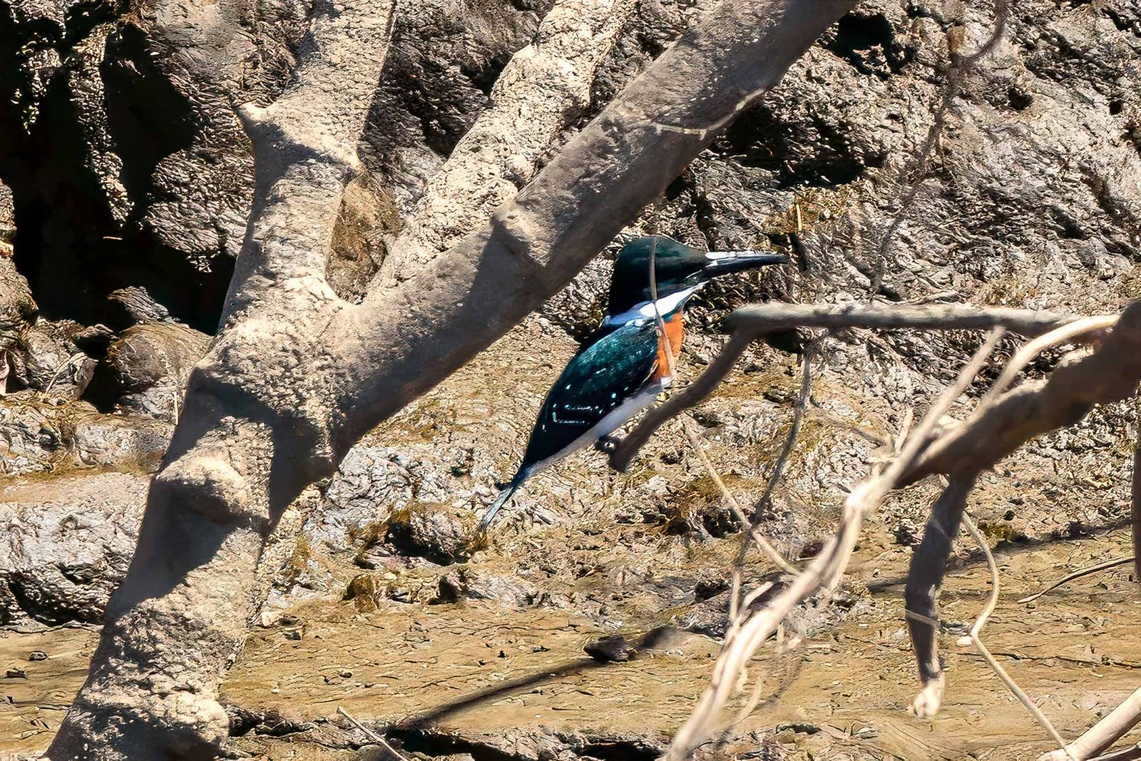 Green Kingfisher