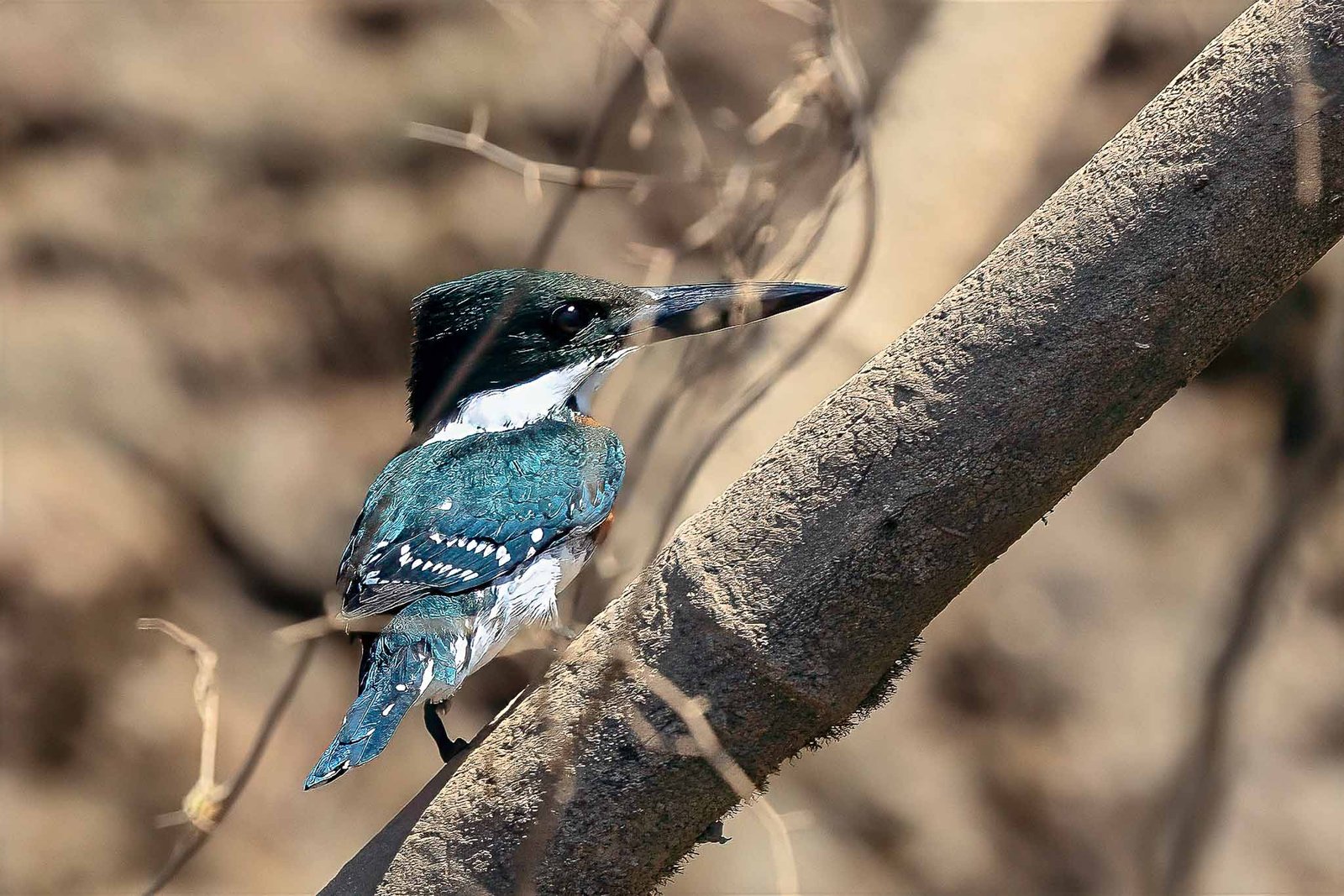 Green Kingfisher