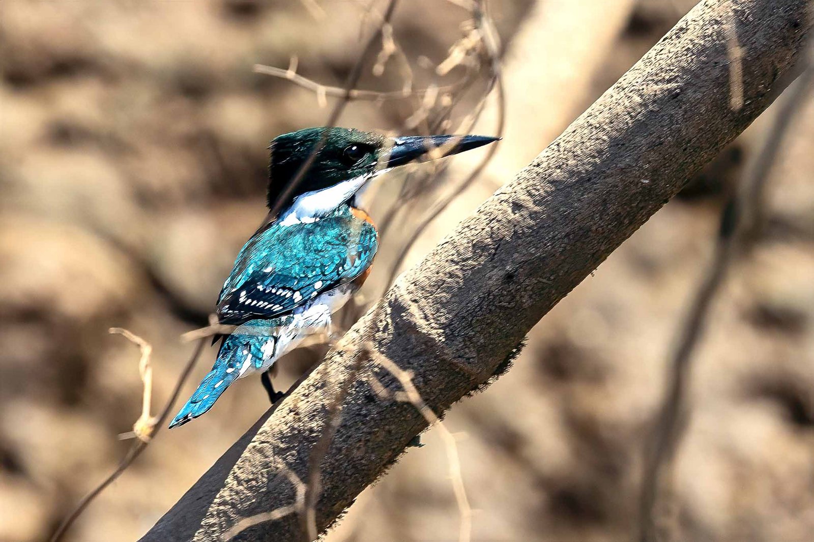 Green Kingfisher
