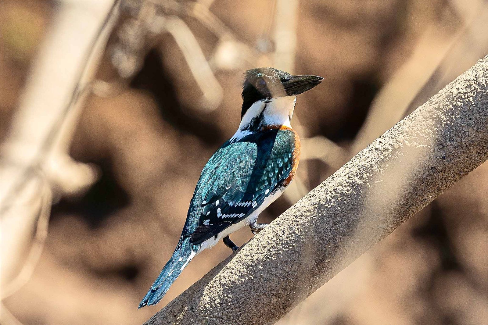 Green Kingfisher