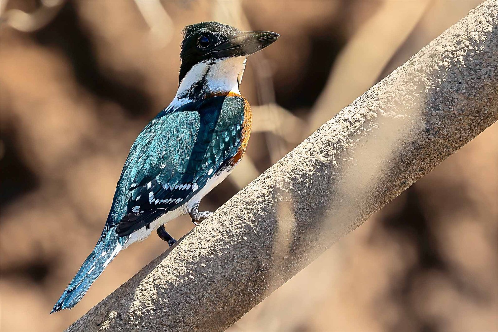 Green Kingfisher