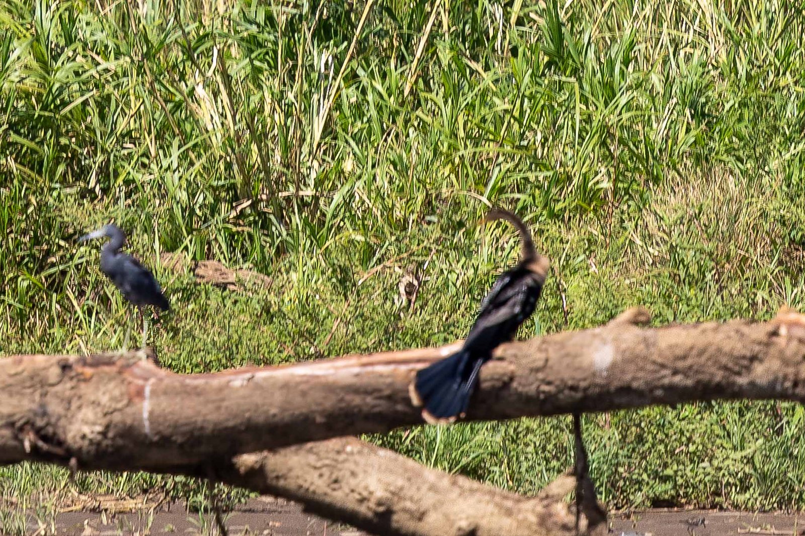 Anhinga