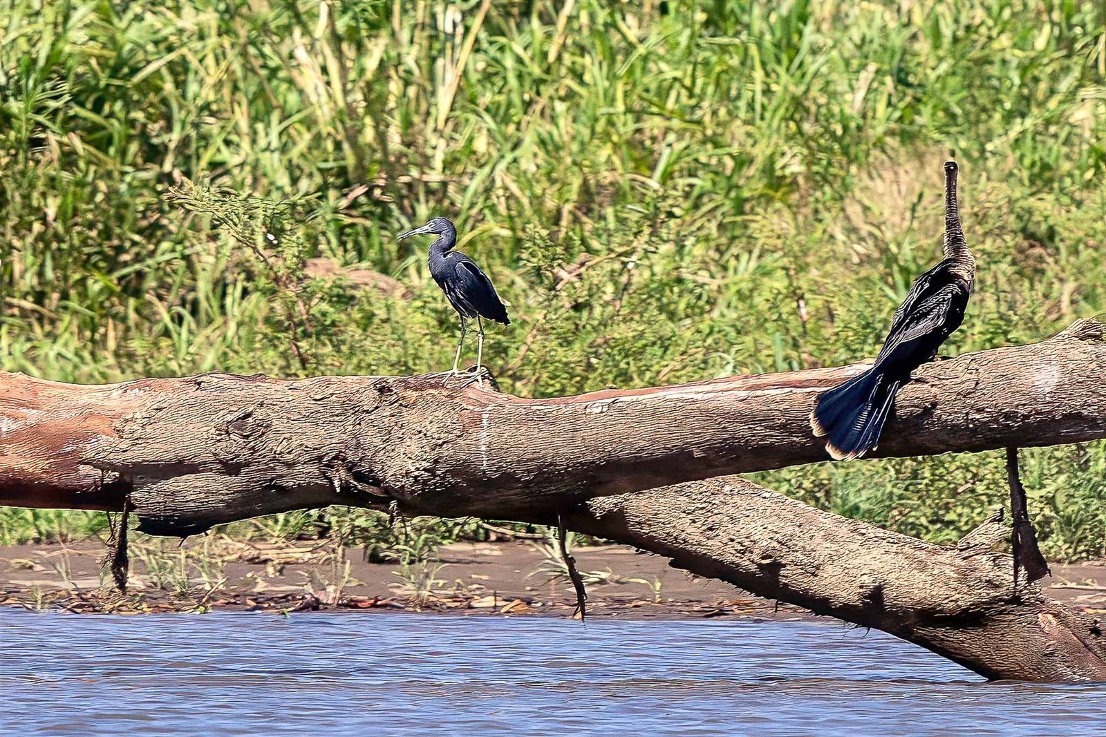 Anhinga