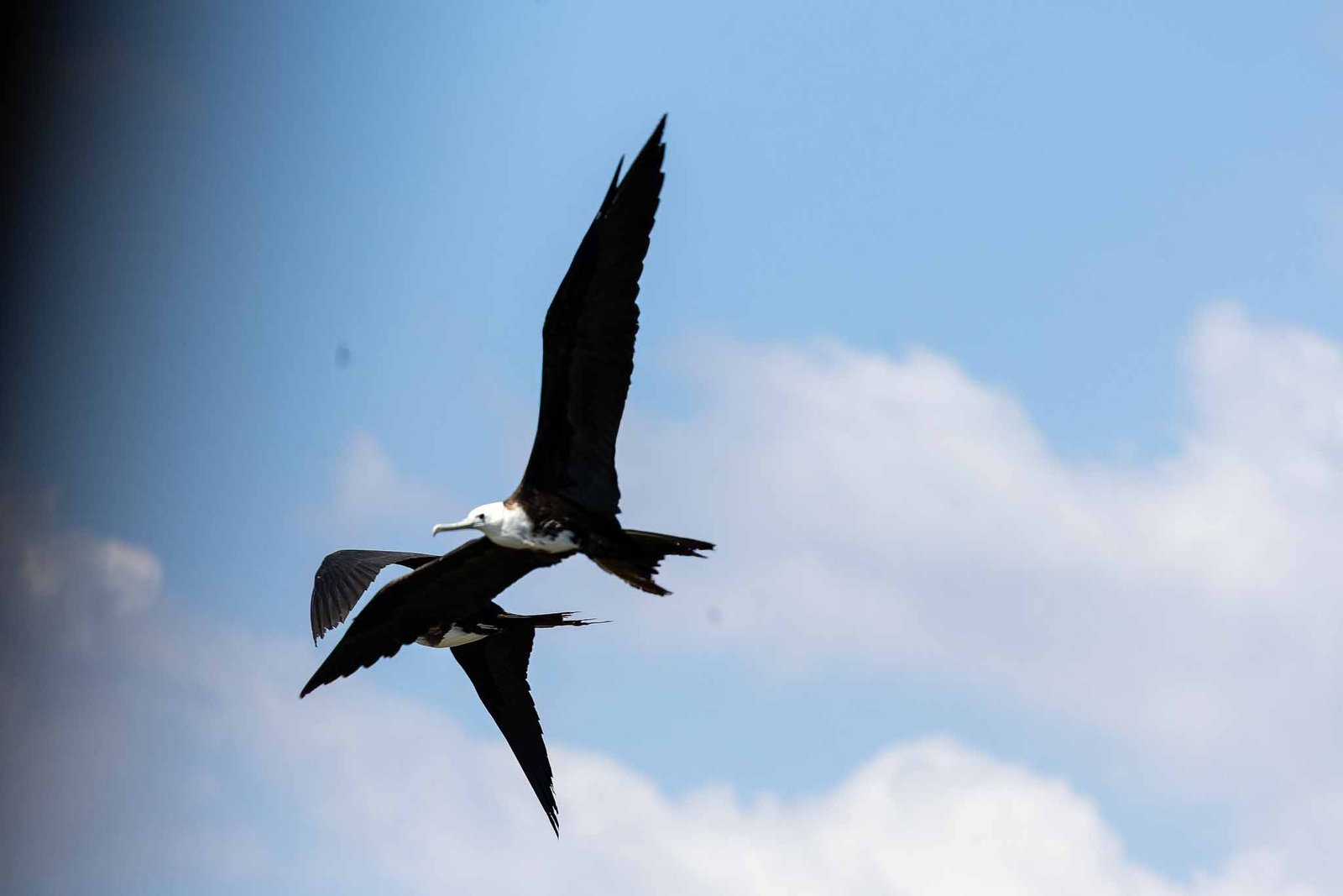 Frigate Bird