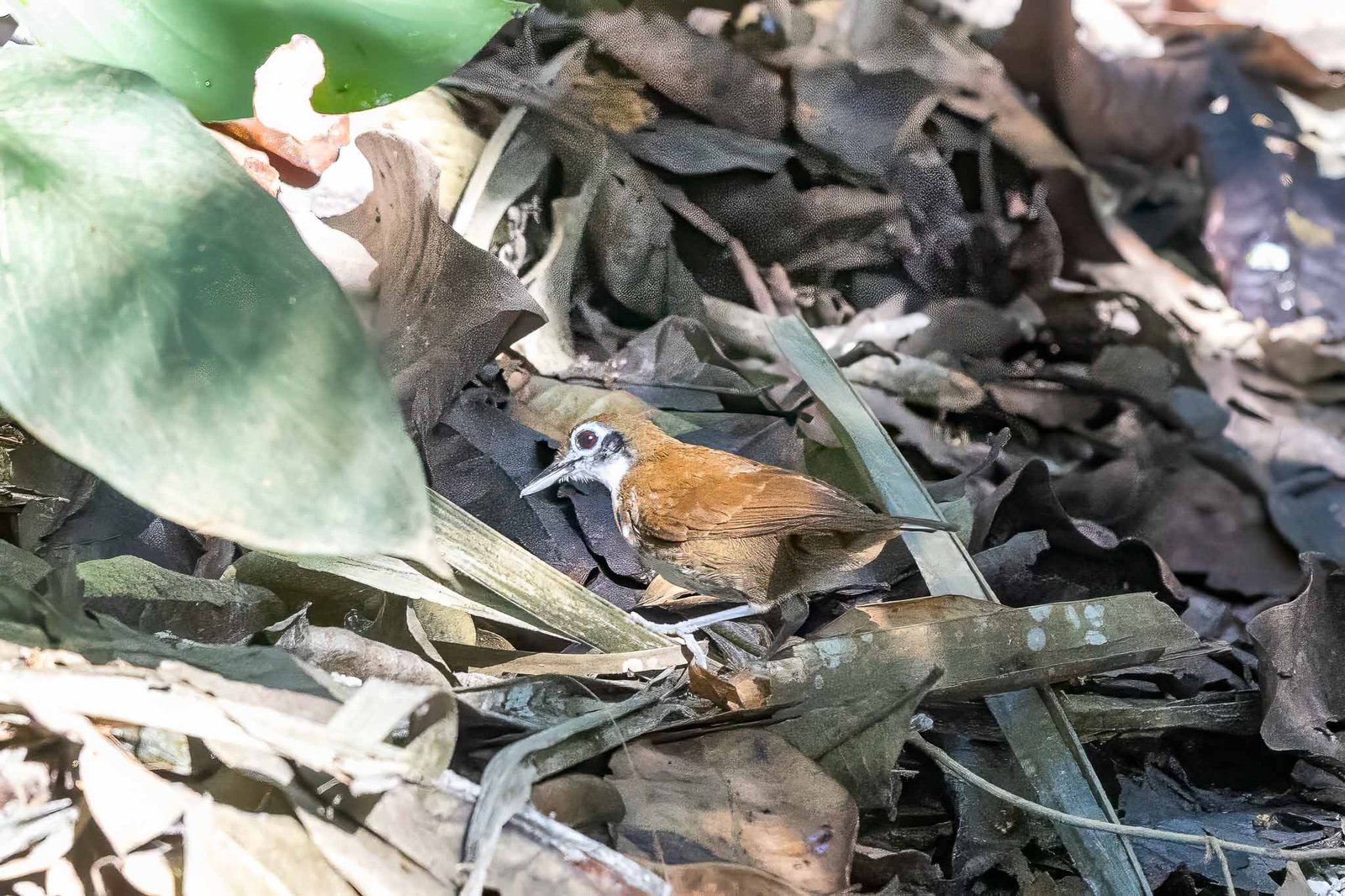 Bicolored Ant Bird