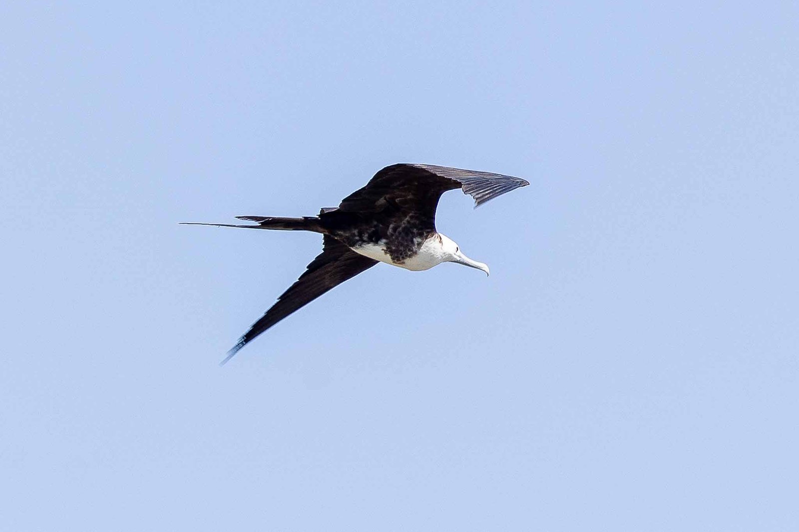 Frigate Bird