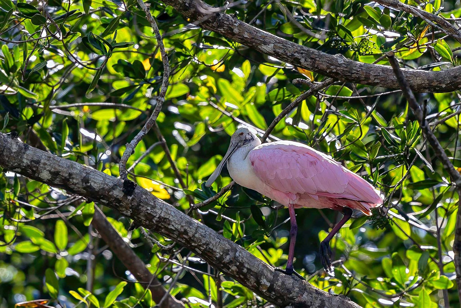 Roseate Spoonbill