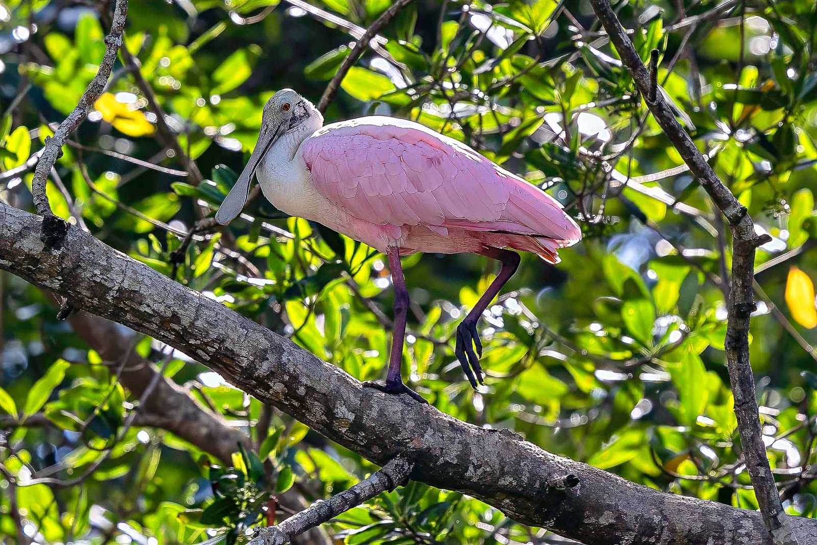 Roseate Spoonbill