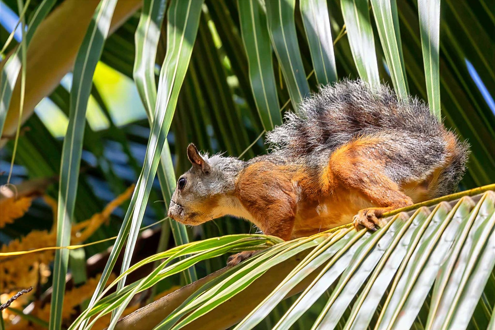 Red Squirrel
