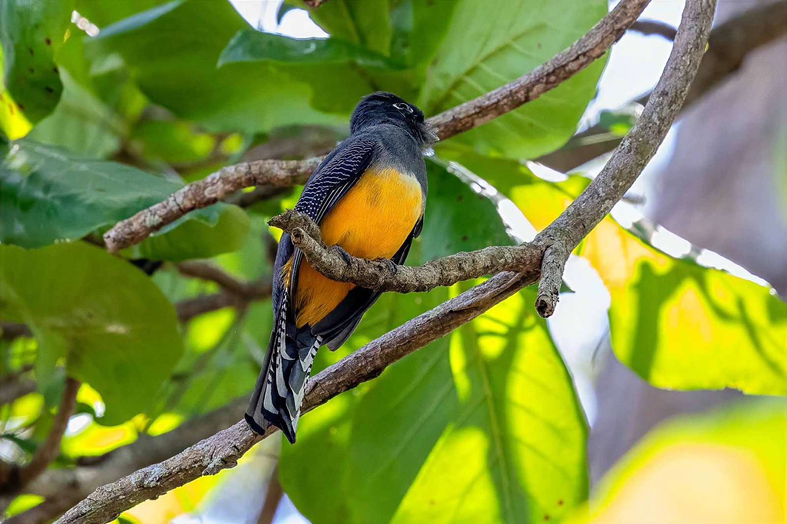 Black Headed Trogon