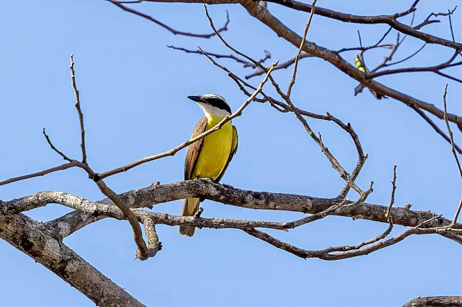 Greater Kiskadee