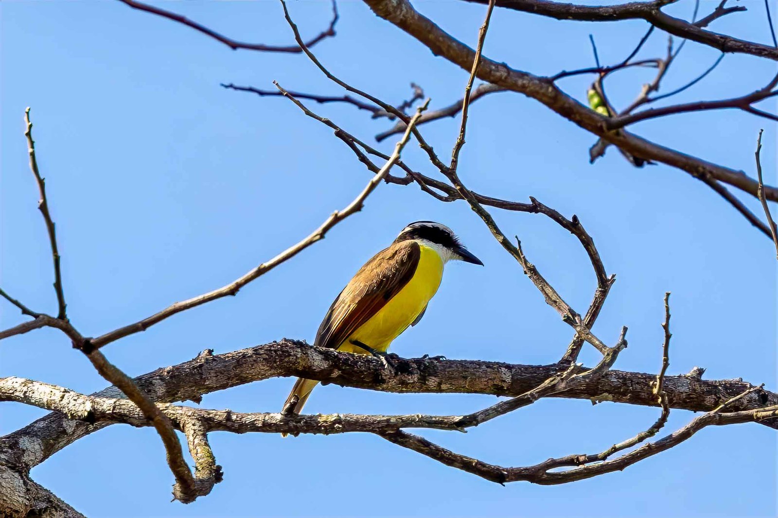 Greater Kiskadee