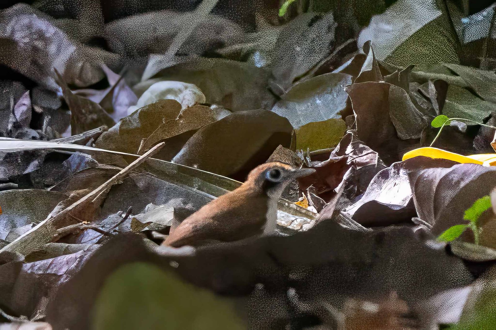 Bicolored Ant Bird