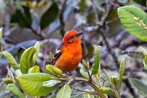 Flame Colored Tanager