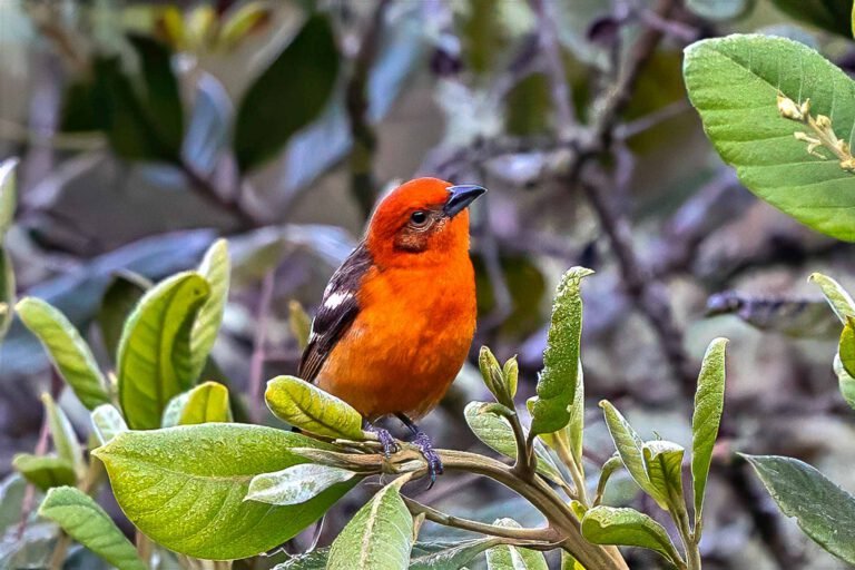Flame Colored Tanager