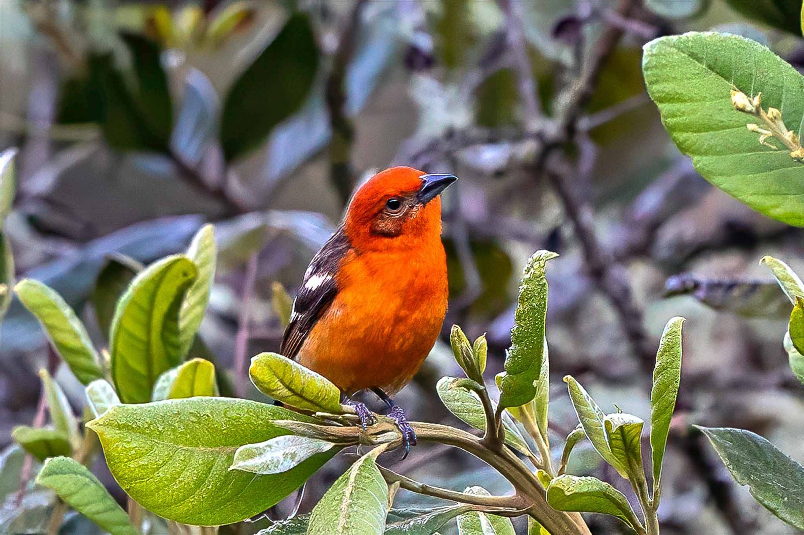Flame Colored Tanager