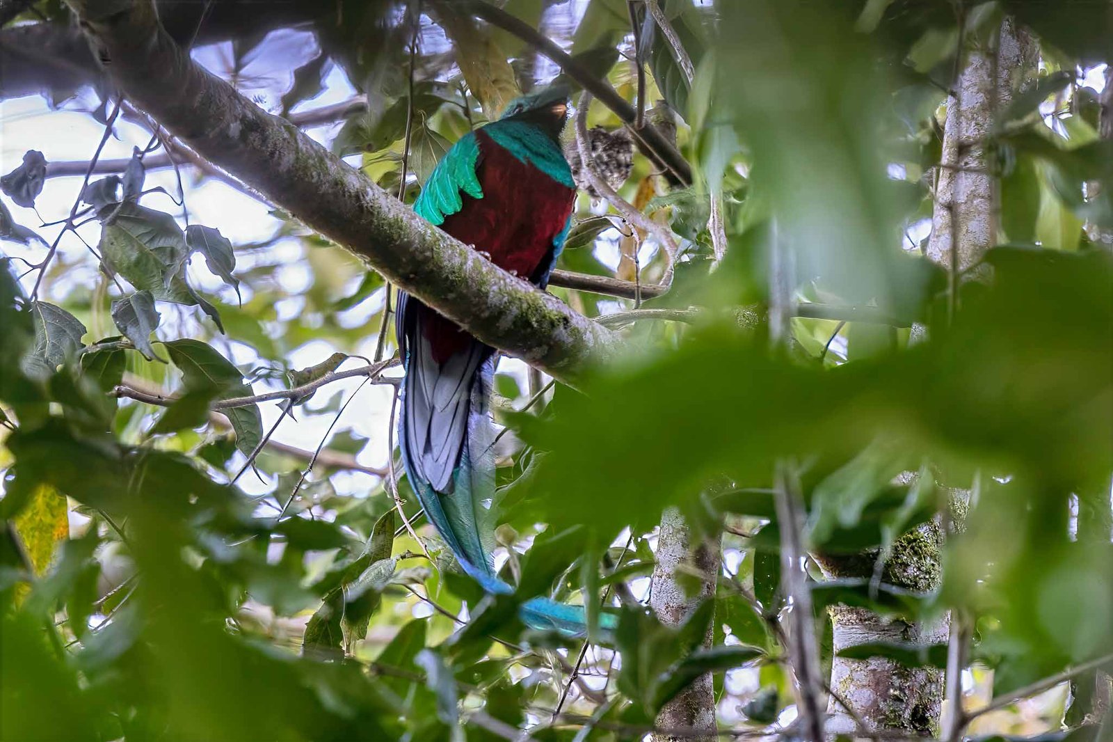 Resplendent Quetzal