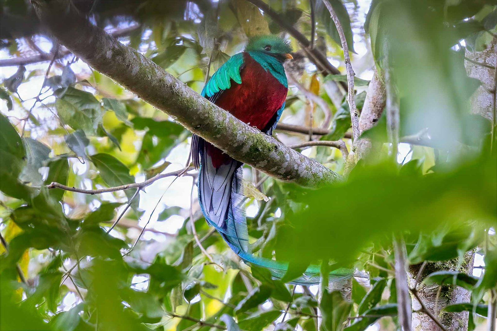 Resplendent Quetzal