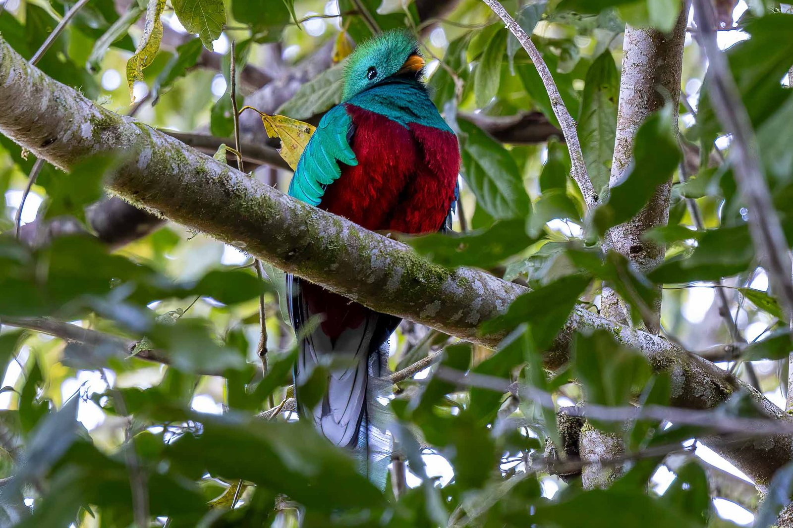 Resplendent Quetzal