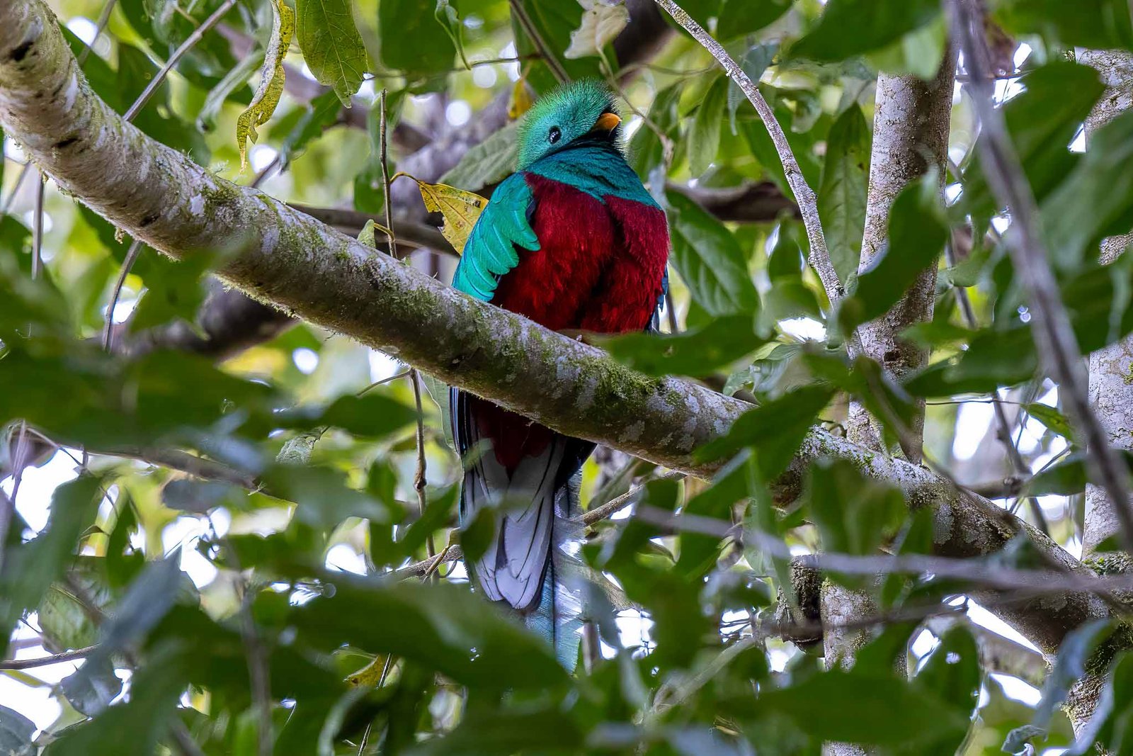 Resplendent Quetzal