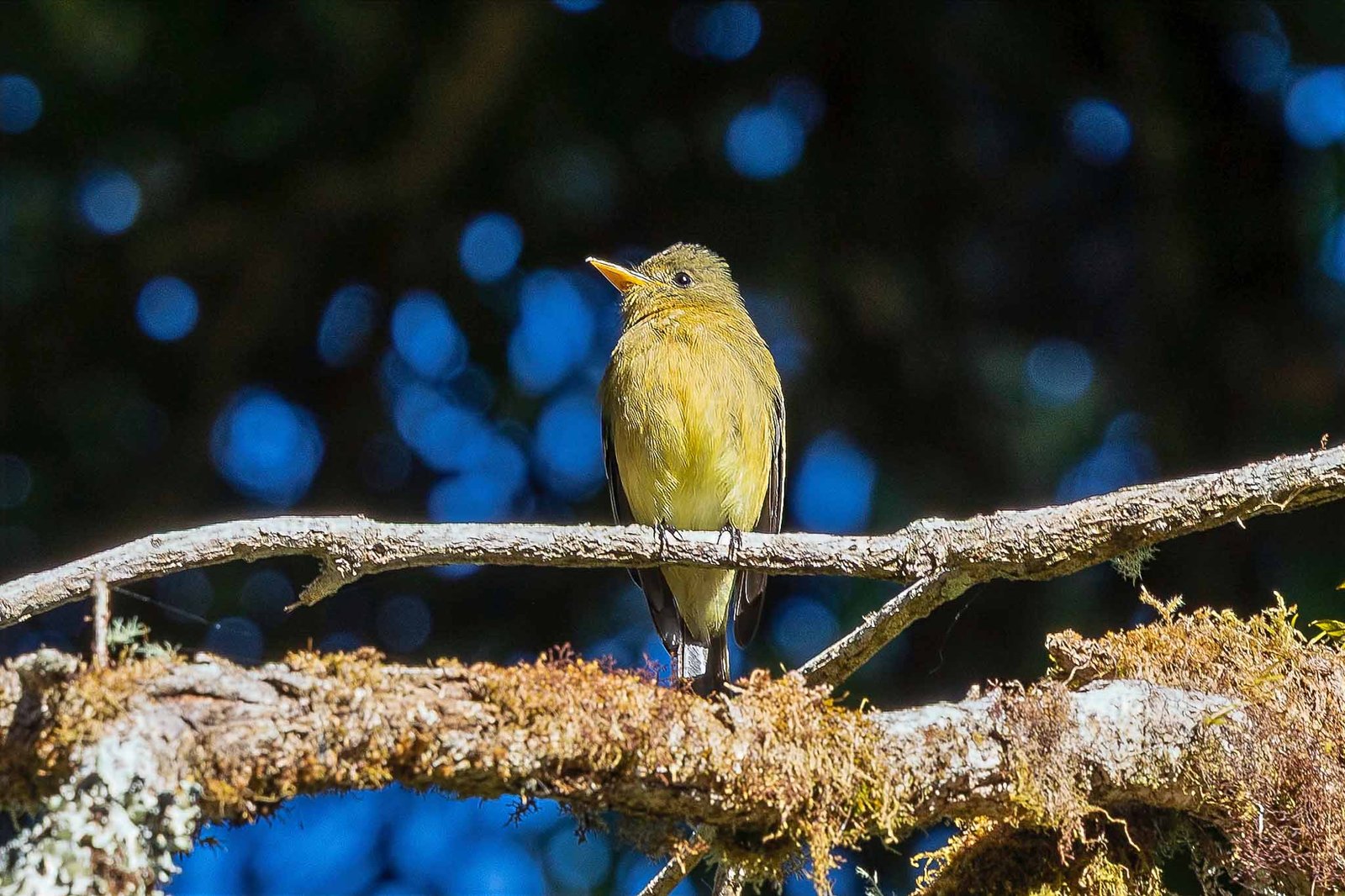 Tufted Flycatcher