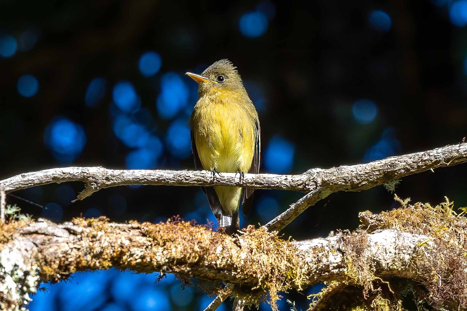 Tufted Flycatcher