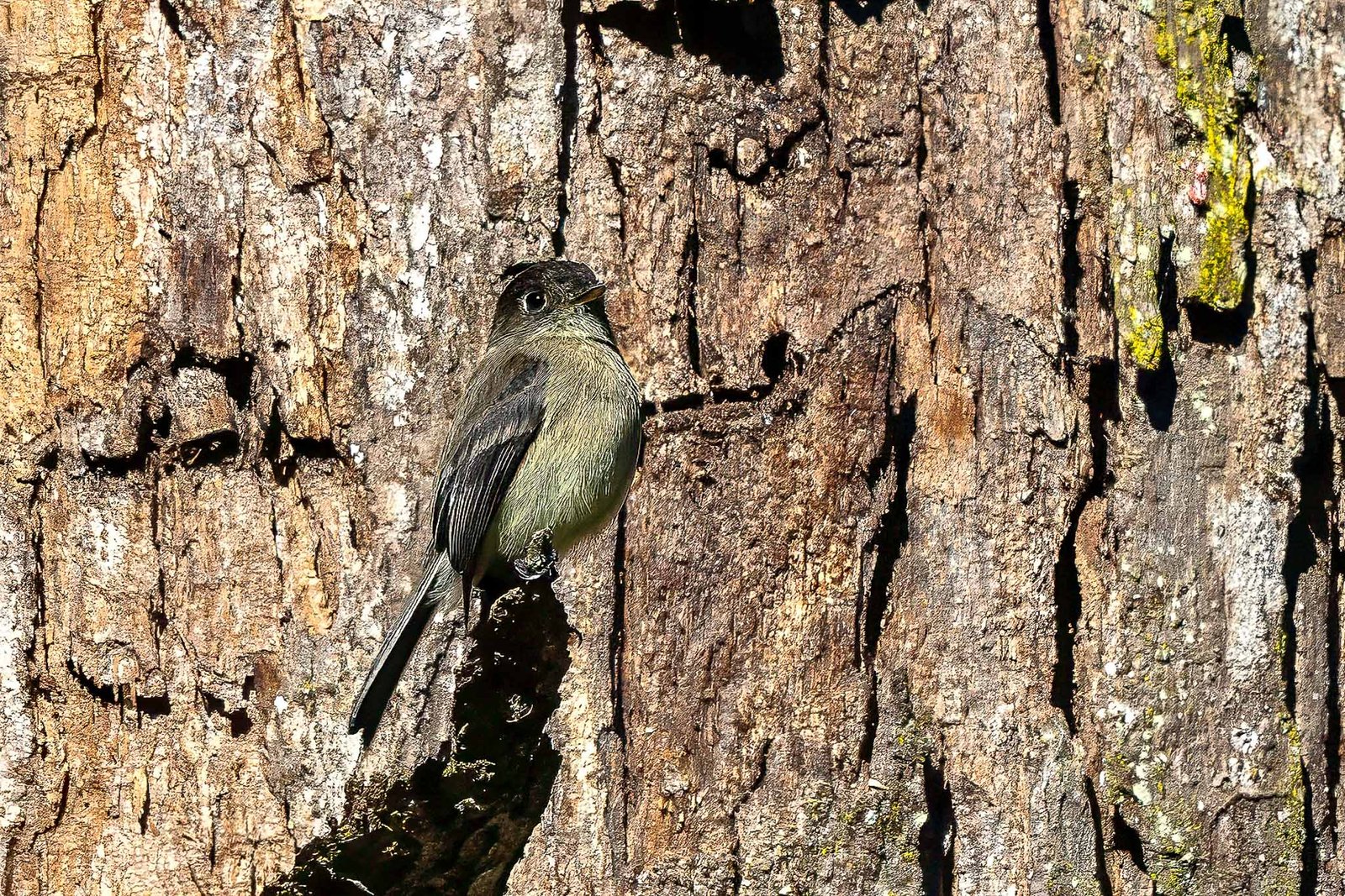 Black Capped Flycatcher