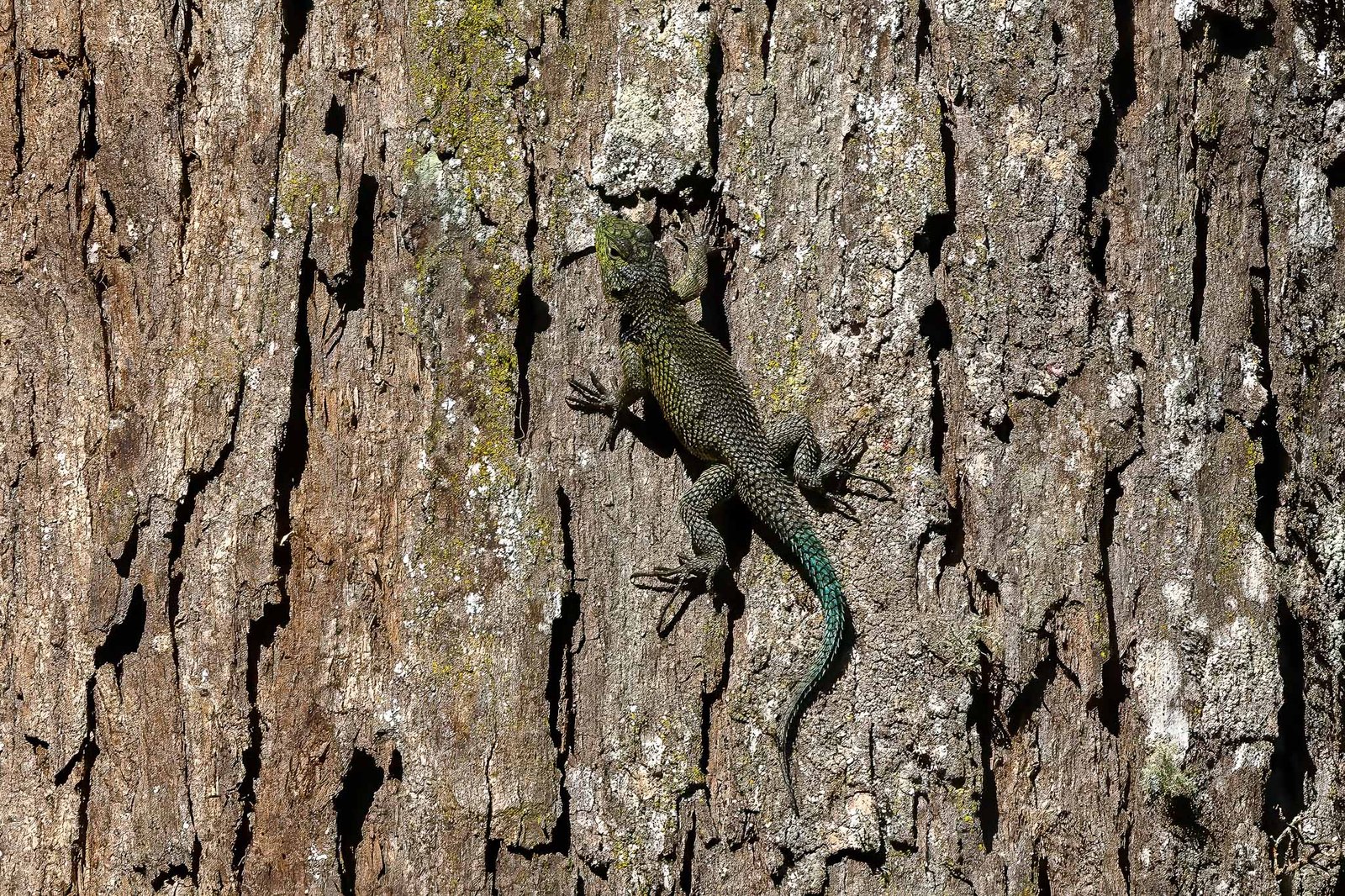 Spiny Lizard