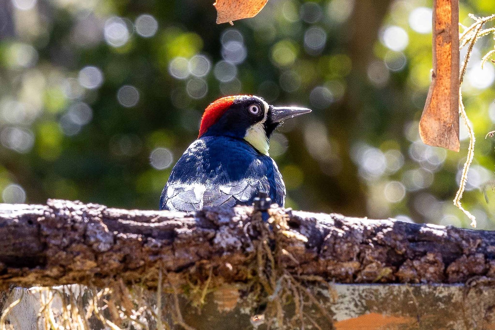 Acorn Woodpecker