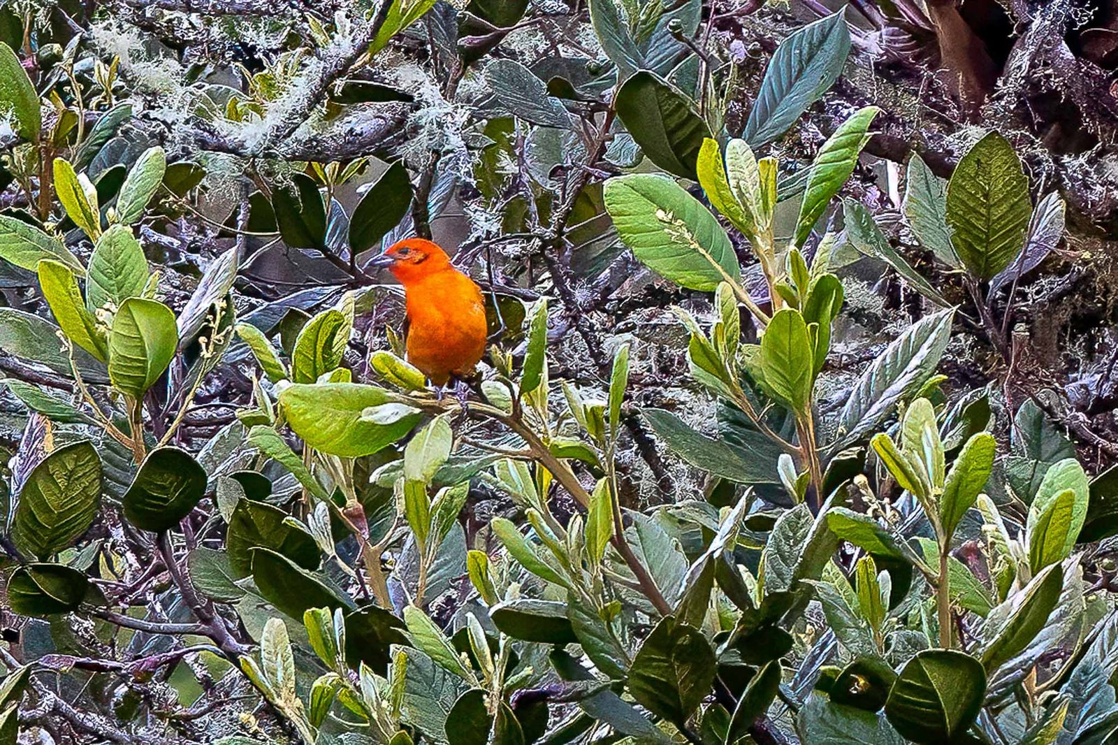 Flame Colored Tanager