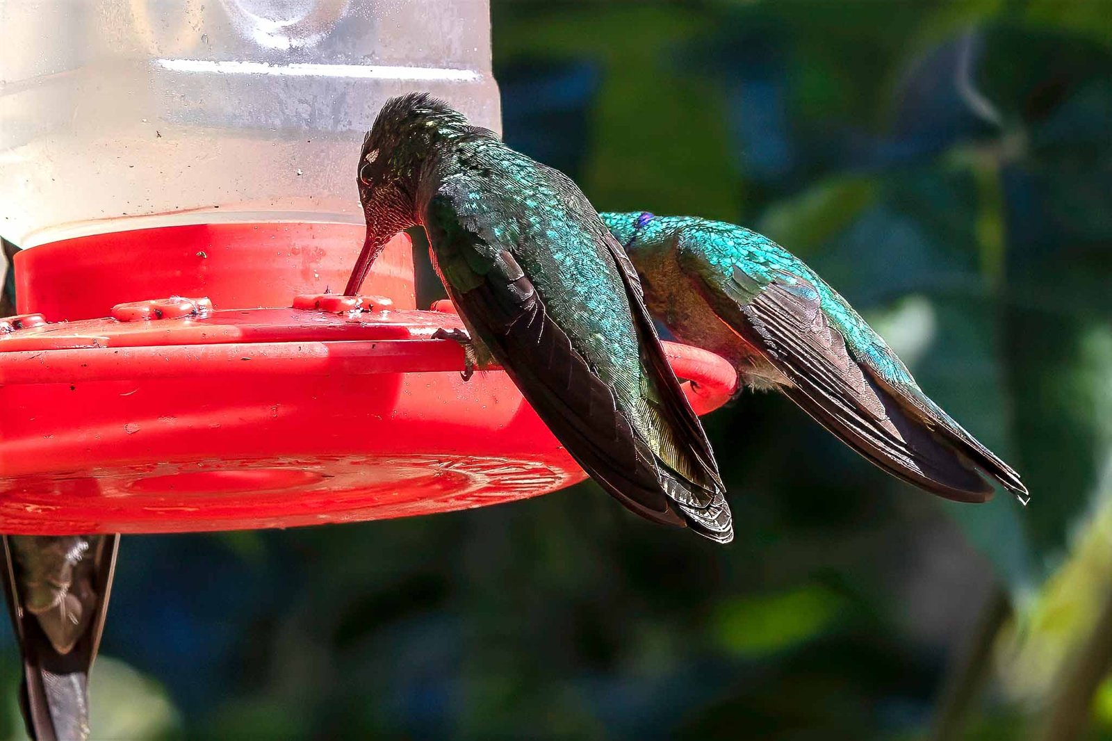 Hummingbirds