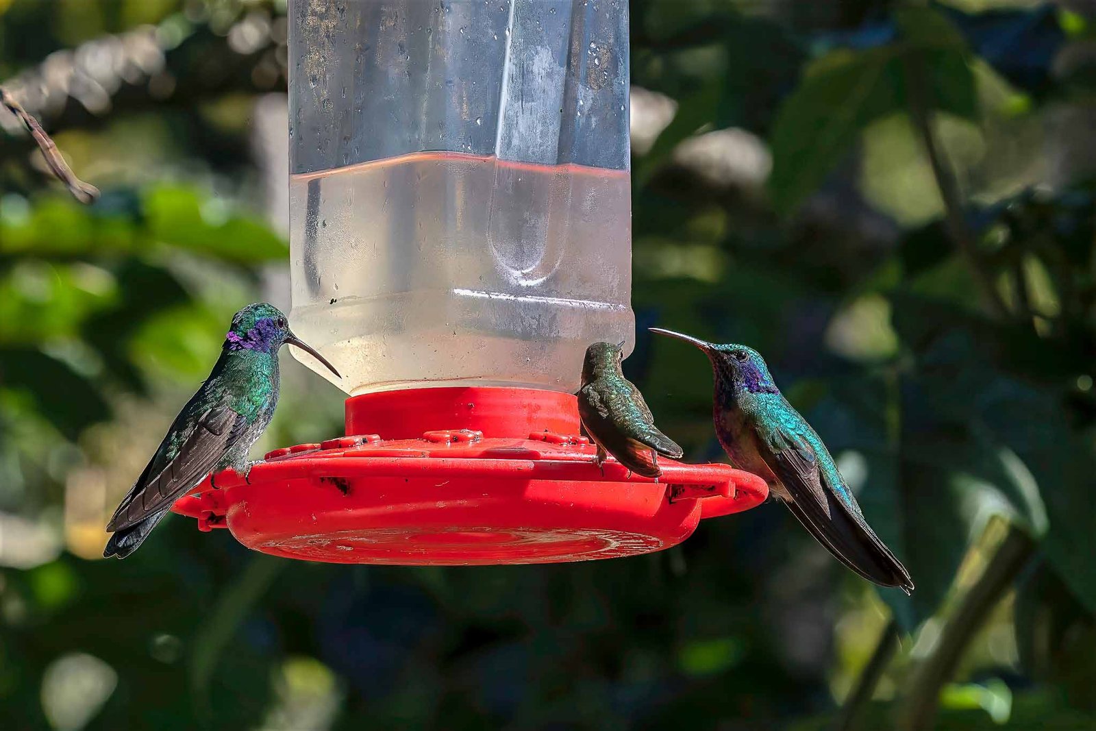 Hummingbirds