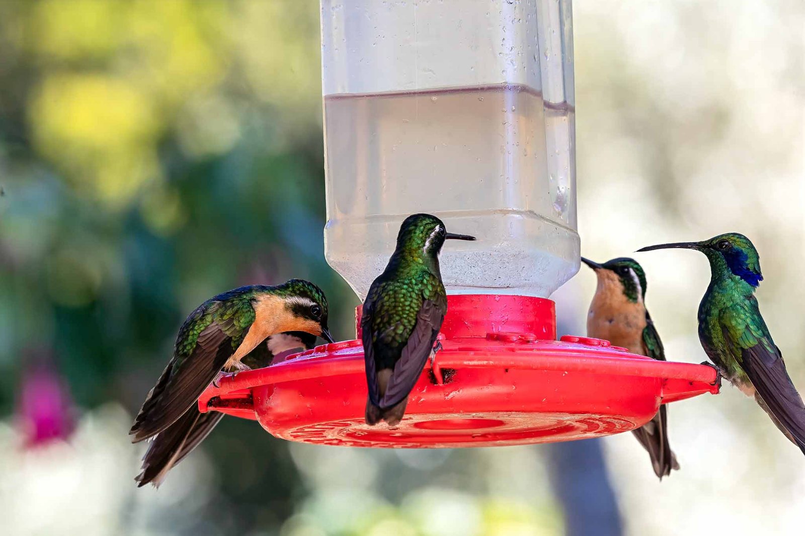 Hummingbirds