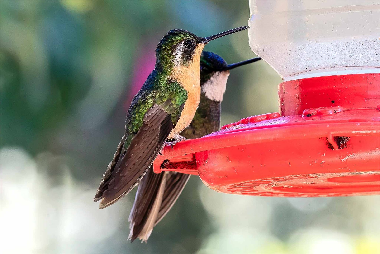 Hummingbirds