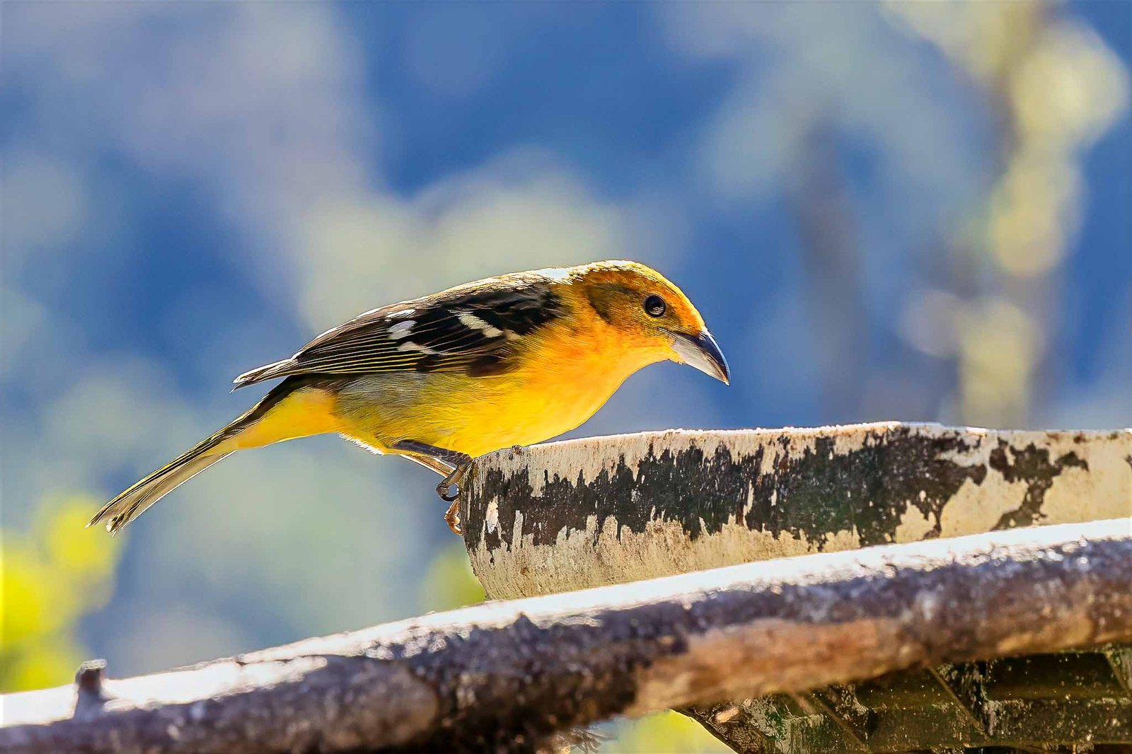 Female Flame Colored Tanager