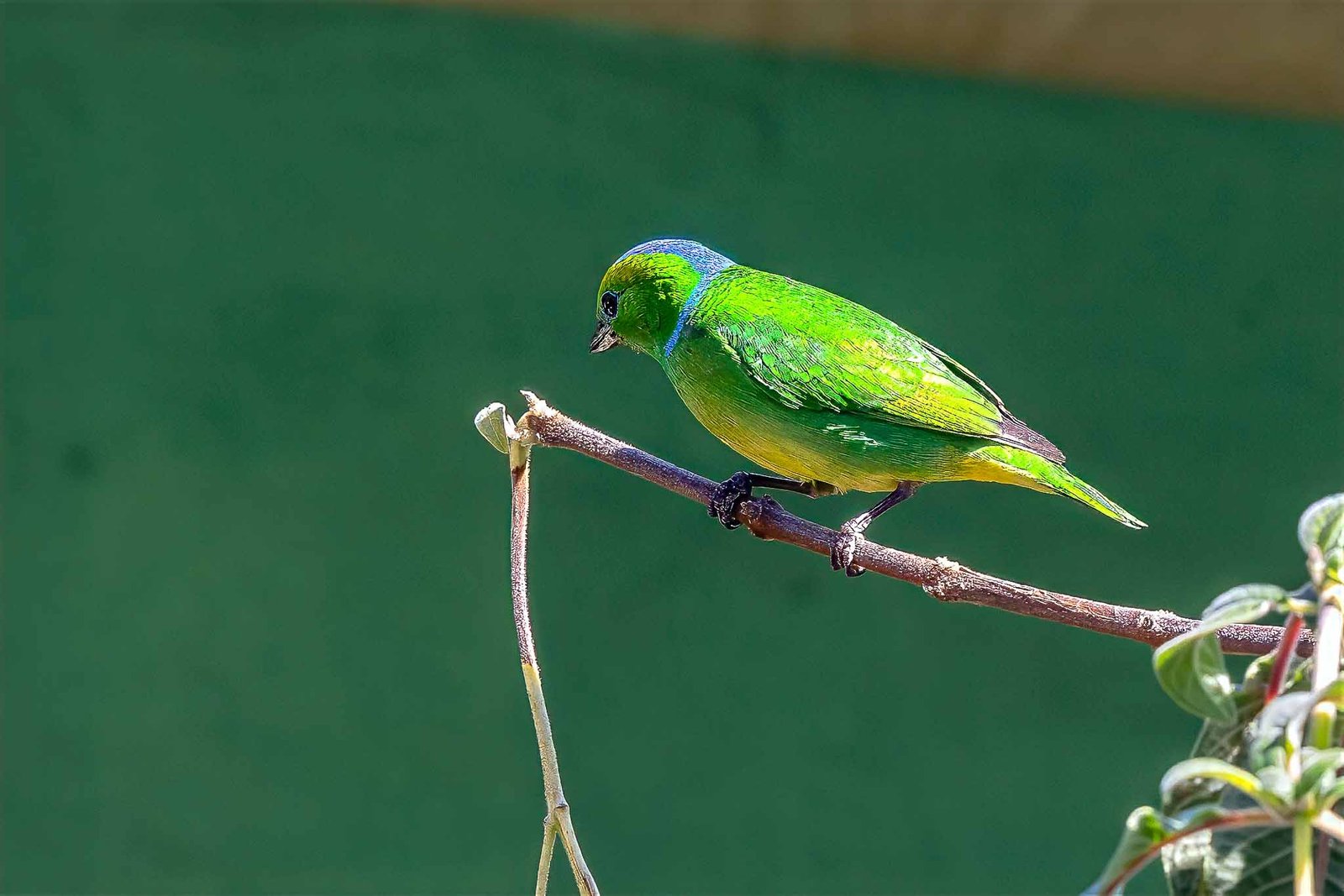 Blue Naped Chlorophonia