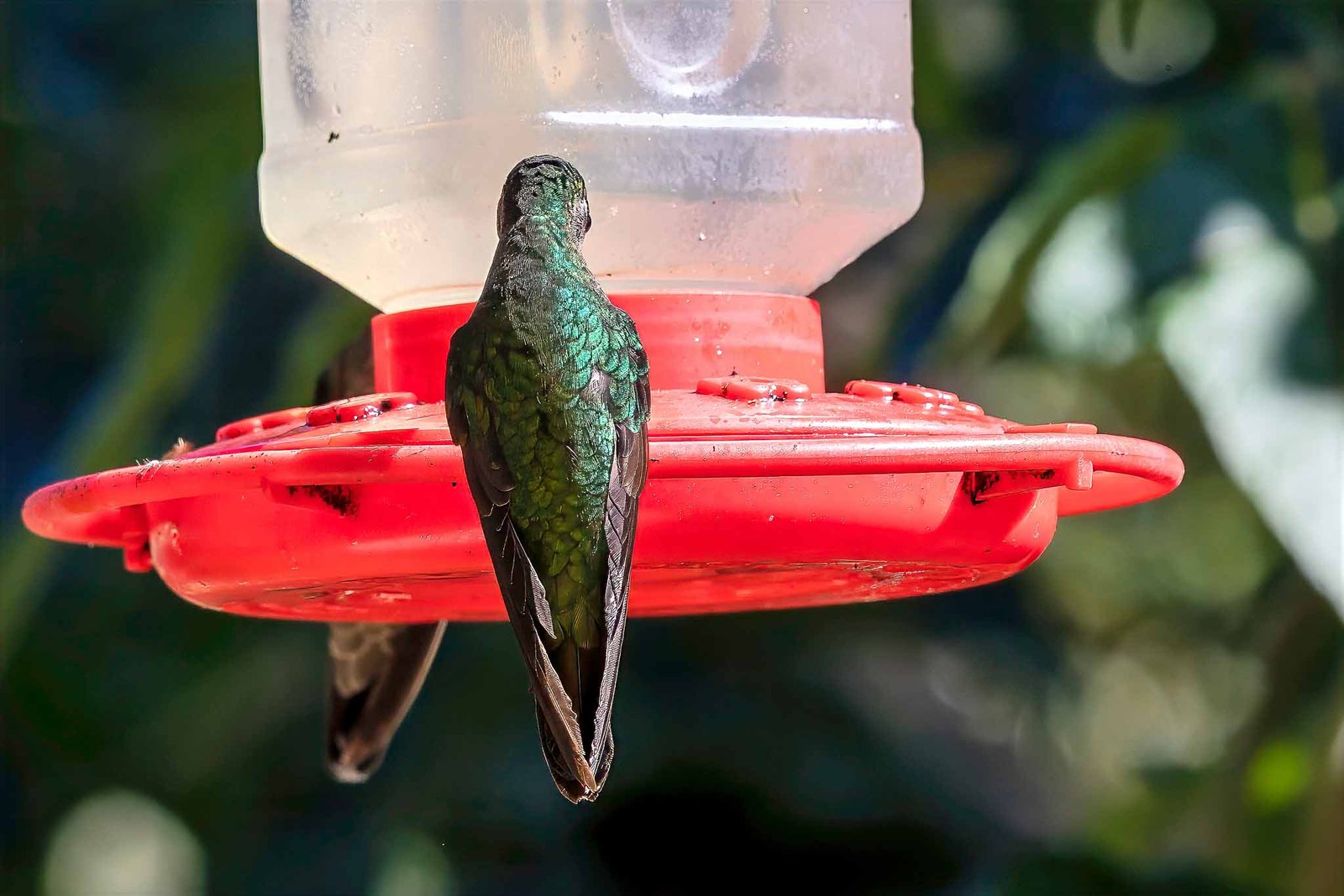 Hummingbirds