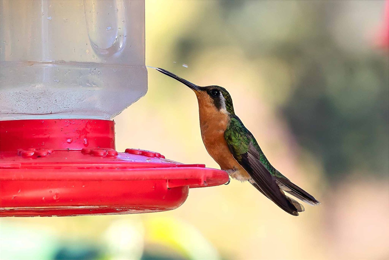 White Throated Mountain Gem