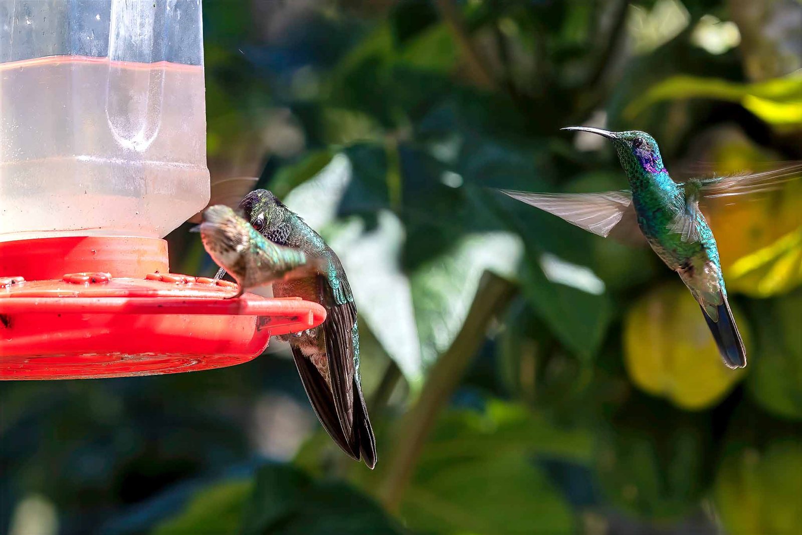 Hummingbirds